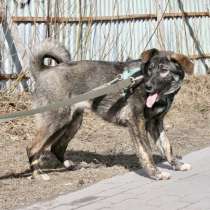 Настоящая амазонка: смелая, умная, красивая собака, в г.Санкт-Петербург