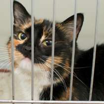 5 причин взять Сильвану домой, в Москве