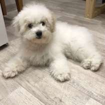 Бишон фризе Смоленск, в Смоленске