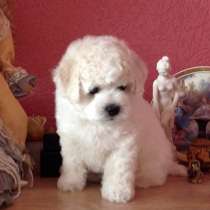 Бишон фризе Саратов, в Саратове