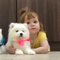 Мишутки Щеночки самоедской лайки, в Архангельске