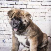 Щенки Американской акиты, в Санкт-Петербурге