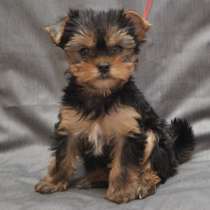 Йоркширский терьер Майкоп, в Майкопе