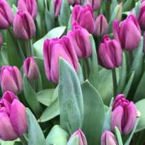 Продам тюльпан к 8 марта оптом, в Краснодаре