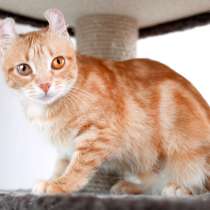 Удивительная, ласковая, рыжая, мраморная Лапушка в дар, в Москве