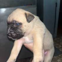 Собачки, в Сыктывкаре