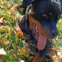 Девочка ротвейлер 6 месяцев, в Омске