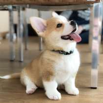 Корги Сургут, в Сургуте