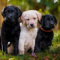 Лабрадор Сыктывкар, в Сыктывкаре