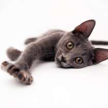 Энергичный Алеша ищет свой первый настоящий дом, в Москве