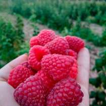 Эко малина, в Москве