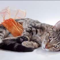 Симпатичная полосатая кошка Алиса в дар, в Москве