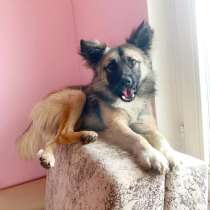 Собачка в добрые руки, в Москве