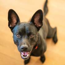 Ищет дом и любящую семью гламурная леди Чапа!, в Москве