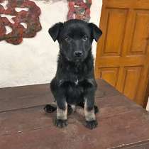 Очаровательные крошки, домашние щенки в добрые руки, в Москве