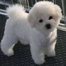 Бишон фризе Мариэл, в Йошкар-Оле