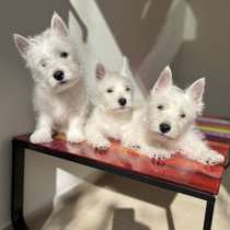 West Highland White Terrier, в г.Гамбург