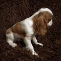 Щенки кавалер кинг чарльз спаниель, в Санкт-Петербурге