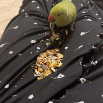 Ожереловый попугай, в Перми