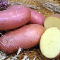 Семенной картофель из Беларуси, в Оренбурге