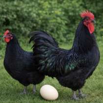 Породистые куры &laquo;Джерси &raquo;, в Москве