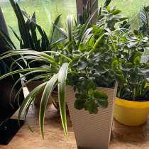 Цветы, в Чехове