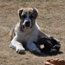 среднеазатская овчарка, в Москве