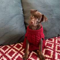 Русский той-терьер, щенок, в Иркутске