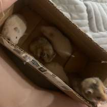 Хомяки сирийские, в Москве