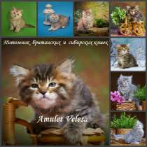 Сибирские котята из питомника, в Томске