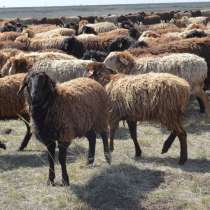 Племенные овцы породы Эдильбаевская (из Европы класса Элита), в г.Ереван