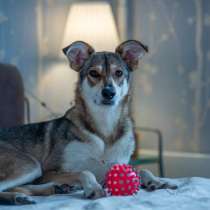 Изящная красавица Луфа в поиске дома и семьи!, в Москве