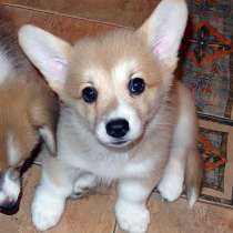 Корги Хабаровске, в Хабаровске