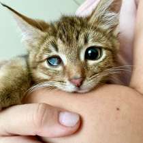 Полосатая котенок Ричи - малышка с изюминкой в добрые руки, в г.Москва