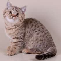 Британский плюшевый тигренок, в Санкт-Петербурге