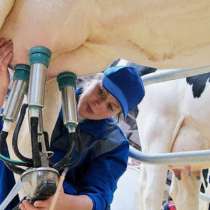 Доярка на ферму вахта с проживанием, в Москве