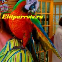 Гибрид попугаев ара Арлекин - птенцы, в Москве