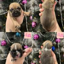 Французские бульдоги щенки, в Волжский