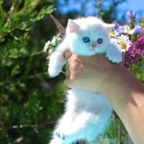 Британские котята, в Москве