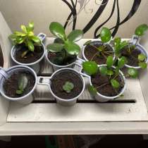Домашние растения, в Твери