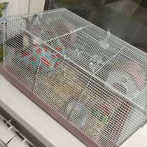 Крыса, в Йошкар-Оле