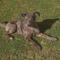 Щенок с редким мраморным красом, в г.Санкт-Петербург