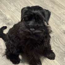 Цвергшнауцер щенок, в Москве