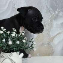 Стаффордширский терьер, в Самаре