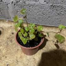 Бегония, в Волжске