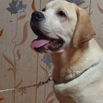 Продам щенка лабрадора 6 мес., документы, прививки, обработк, в Кингисеппе