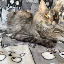 Продам кошку мейн-кун, в Санкт-Петербурге