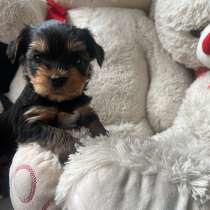 Йоркширский терьер мини, в г.Уссурийск
