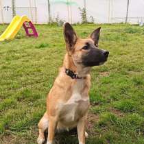 Щенок фенотип овчарки малинуа Алиса в добрые руки, в Москве