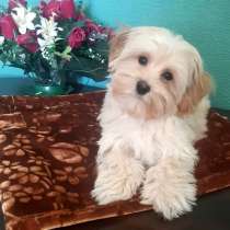 Maltipoo F - 1. Cream boy, в г.Берлин